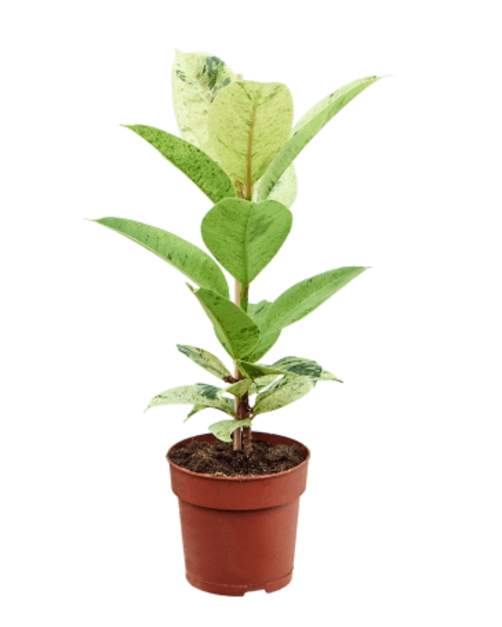 Ficus Elastica Schrijveriana