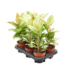 Load image into Gallery viewer, Ficus Elastica Schrijveriana
