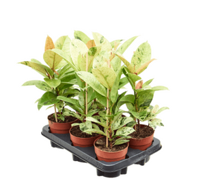 Ficus Elastica Schrijveriana