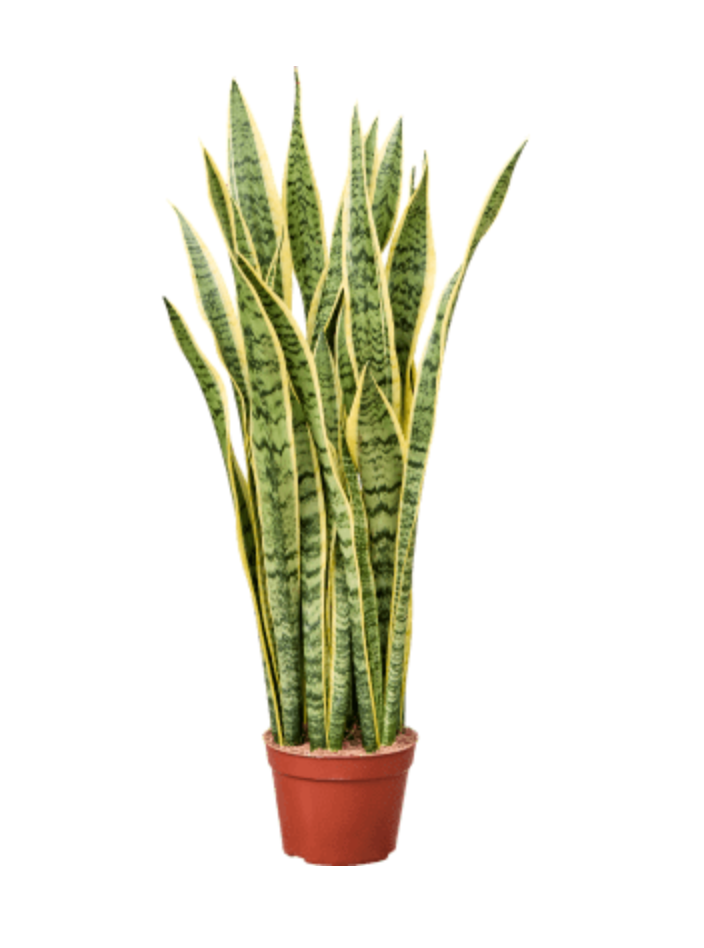 Sanseveria Laurentii