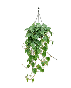 Philodendron Scandens