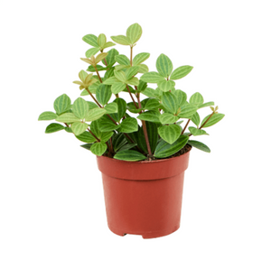 Peperomia Angulata Rocca