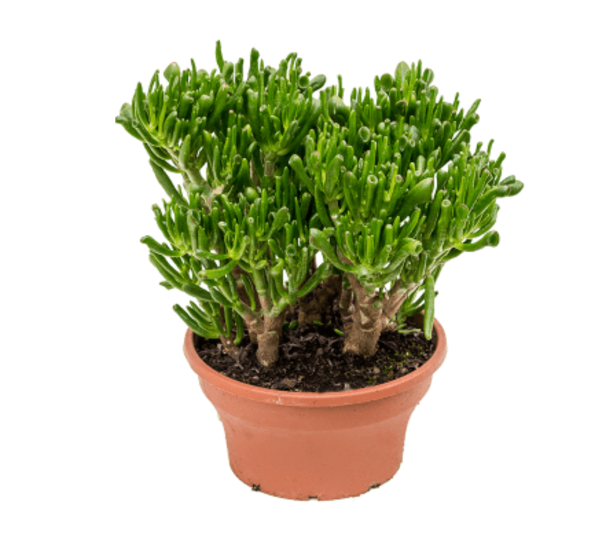 Crassula Ovata Hobbit