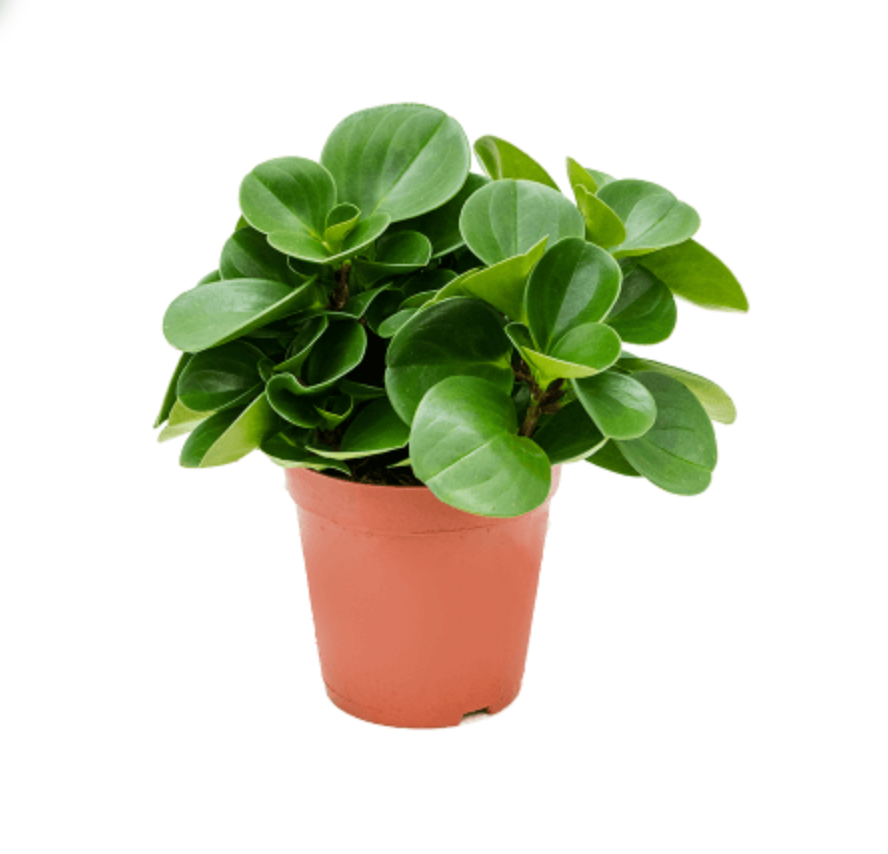 Peperomia Obtusifolia