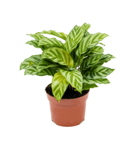 Calathea Freddie