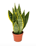 Load image into Gallery viewer, Sanseveria Laurentii
