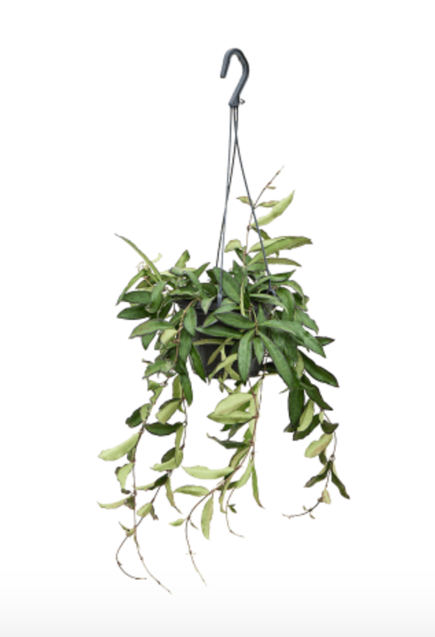 Hoya Rosita