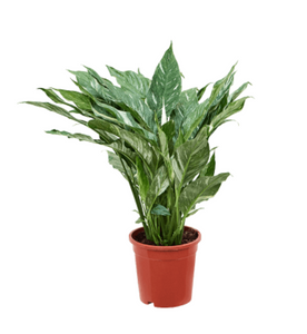 Spathiphyllum Diamond