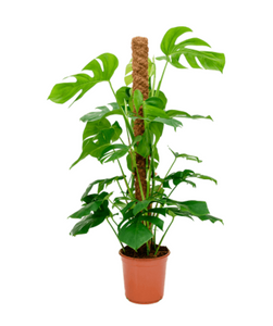 Monstera Deliciosa on moss pole