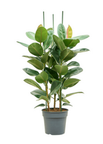 Load image into Gallery viewer, Ficus Elastica Robusta
