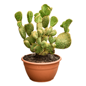 Opuntia Microdasys Ondulata