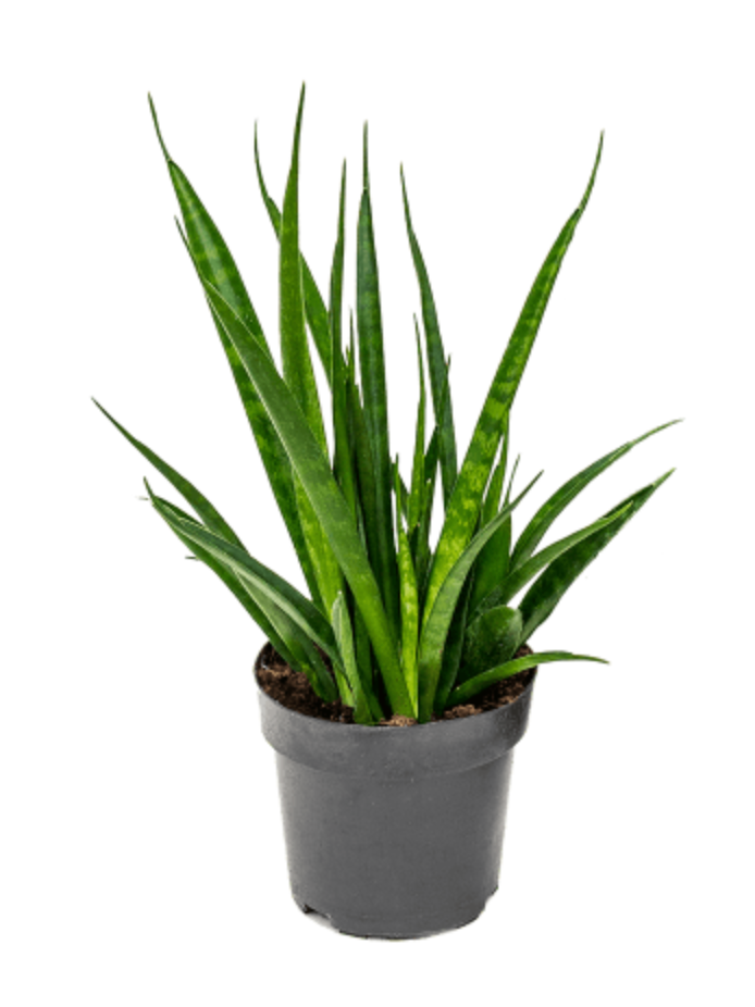 Sanseveria Kirkii Friends
