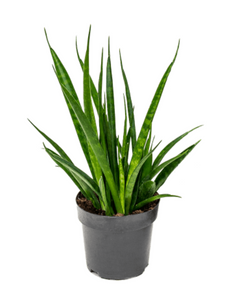 Sanseveria Kirkii Friends