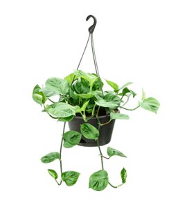 Epipremnum Manjula Green