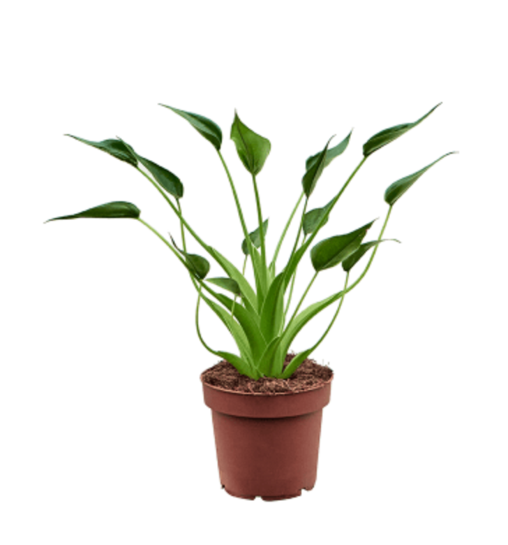 Alocasia Tiny Dancer