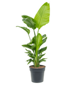 Load image into Gallery viewer, Strelitzia Nicolaii
