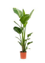 Load image into Gallery viewer, Strelitzia Nicolaii
