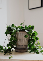 Load image into Gallery viewer, Pantheon Grey
