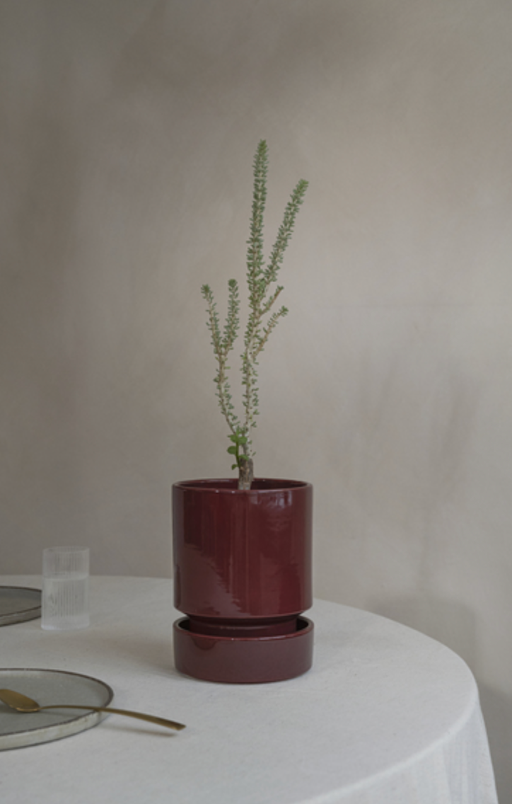 Hoff + Saucer (14cm)