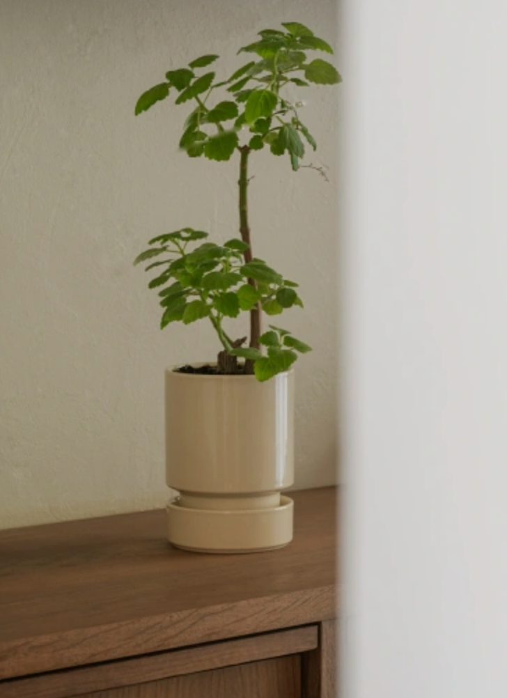 Hoff + Saucer (16cm)