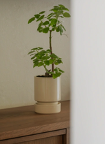 Load image into Gallery viewer, Hoff + Saucer (16cm)
