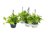 Load image into Gallery viewer, Epipremnum Marble Queen
