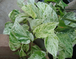 Load image into Gallery viewer, Epipremnum Marble Queen
