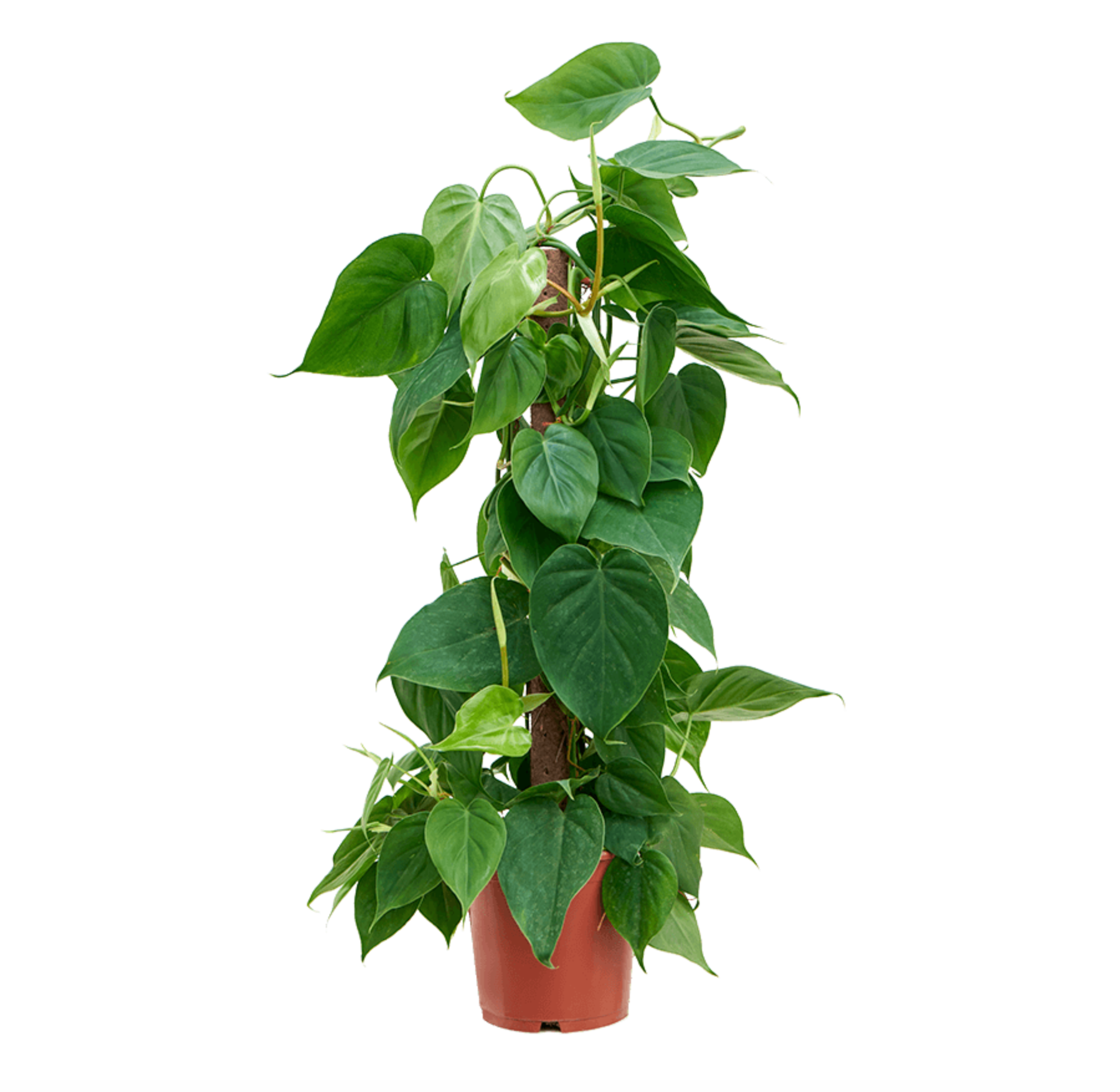 Philodendron Scandens Column