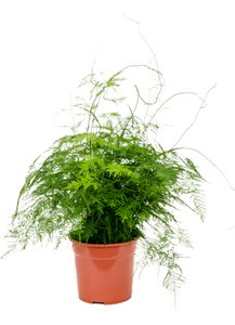 Asparagus Plumosus/Setaceus