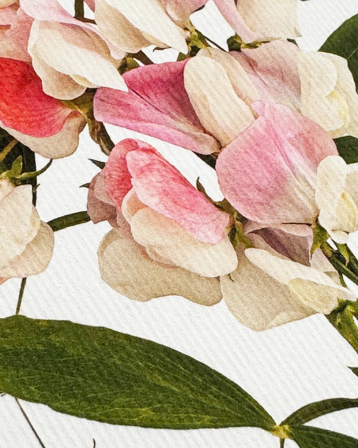 Pink Sweet Peas Card