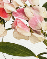 Load image into Gallery viewer, Pink Sweet Peas Card
