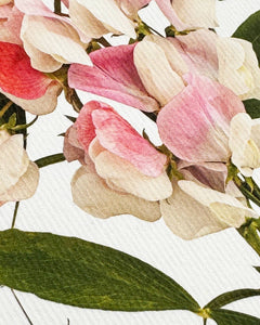 Pink Sweet Peas Card