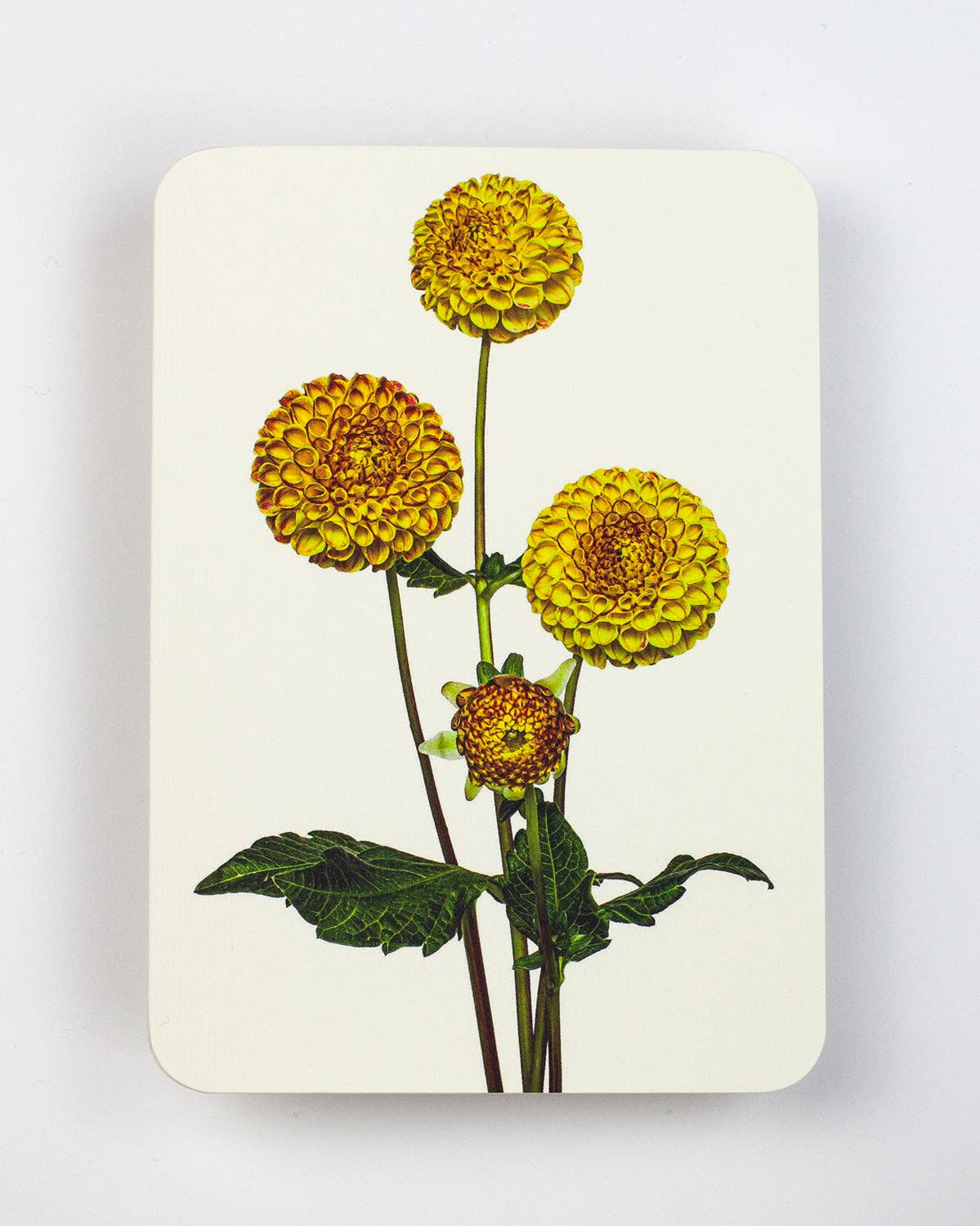 Dahlia Card