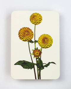Dahlia Card