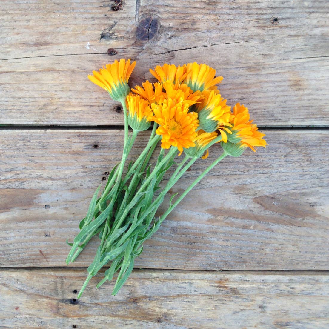 Calendula Erfurter Orangefarbige