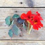 Load image into Gallery viewer, Nasturtium Blue Pepe

