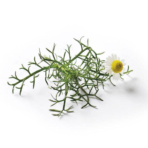 Chamomile Roman