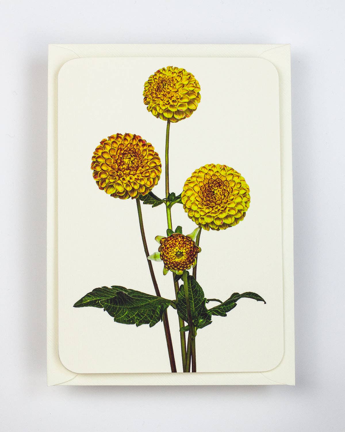 Dahlia Card