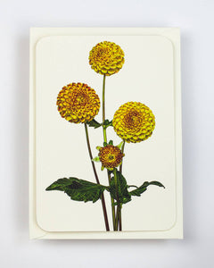 Dahlia Card