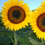 Load image into Gallery viewer, Birds’ Feeding Herbs
