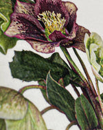 Load image into Gallery viewer, Posy of Hellebore Card
