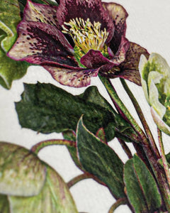 Posy of Hellebore Card
