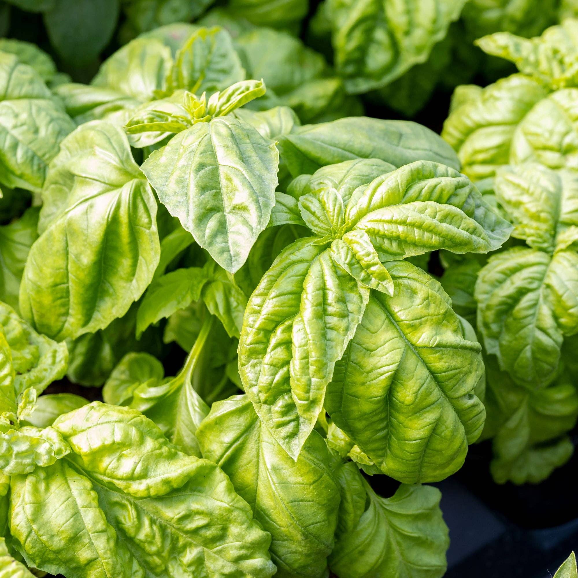 Basil Bolloso Napoletano