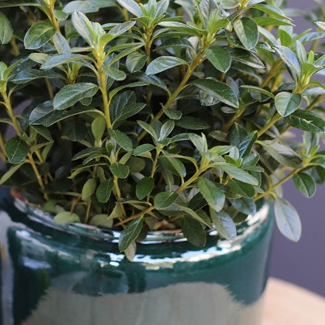 Costa Pot Emerald Green