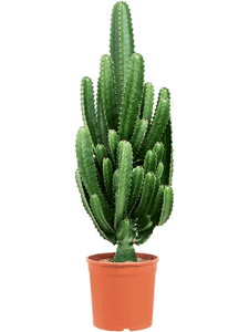 Euphorbia Acrurensis Branched Pots