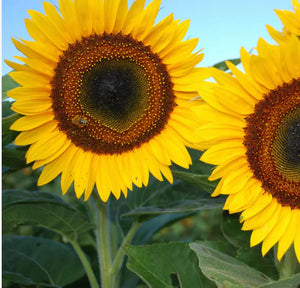 Sunflower Taiyo