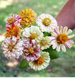 Load image into Gallery viewer, Zinnia Peppermint Stick

