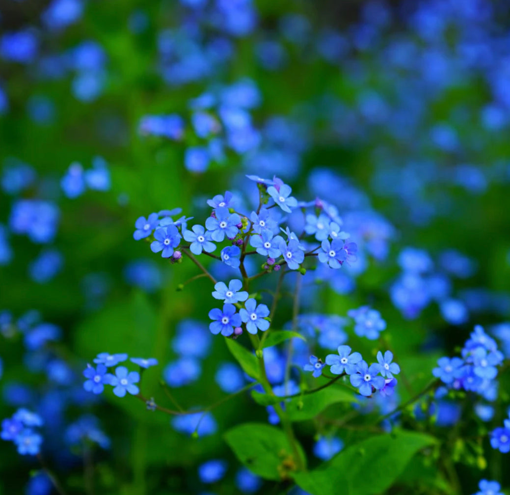 Forget Me Not Indigo Blue