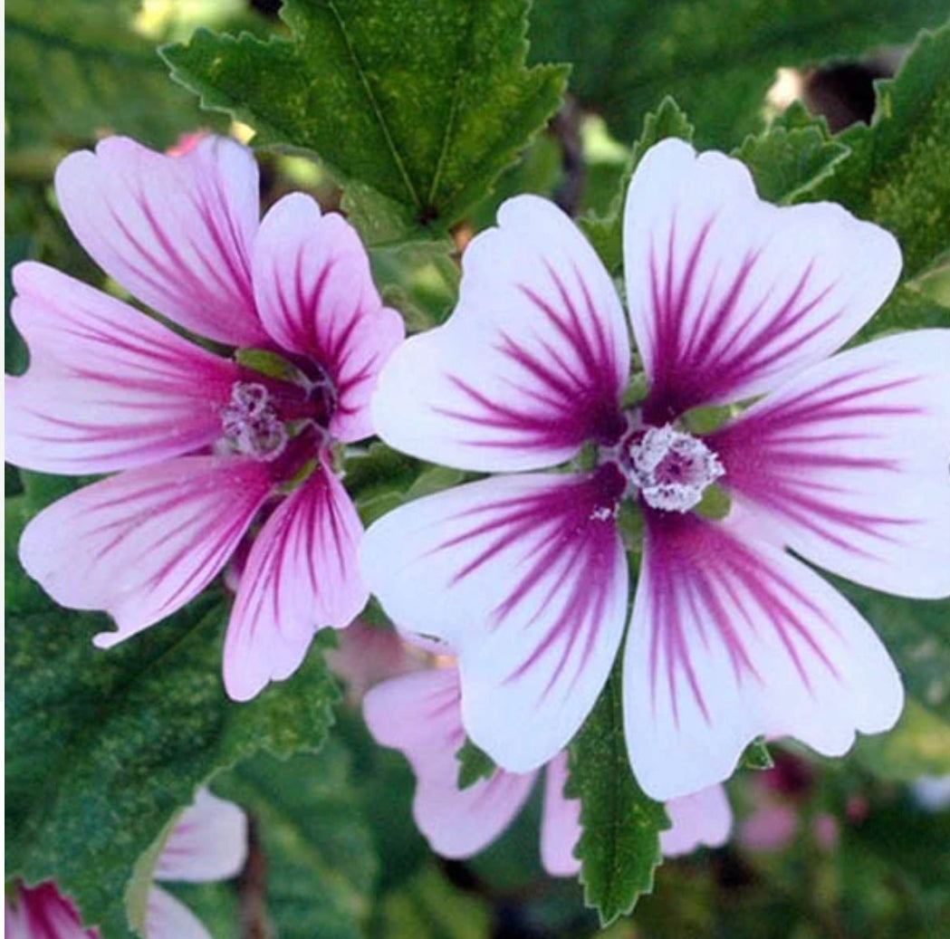 Mallow Zebrina