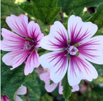 Load image into Gallery viewer, Mallow Zebrina
